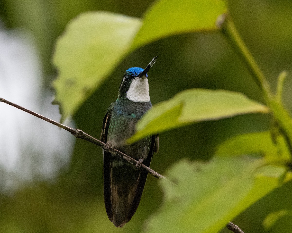 White-throated Mountain-gem - ML637814419