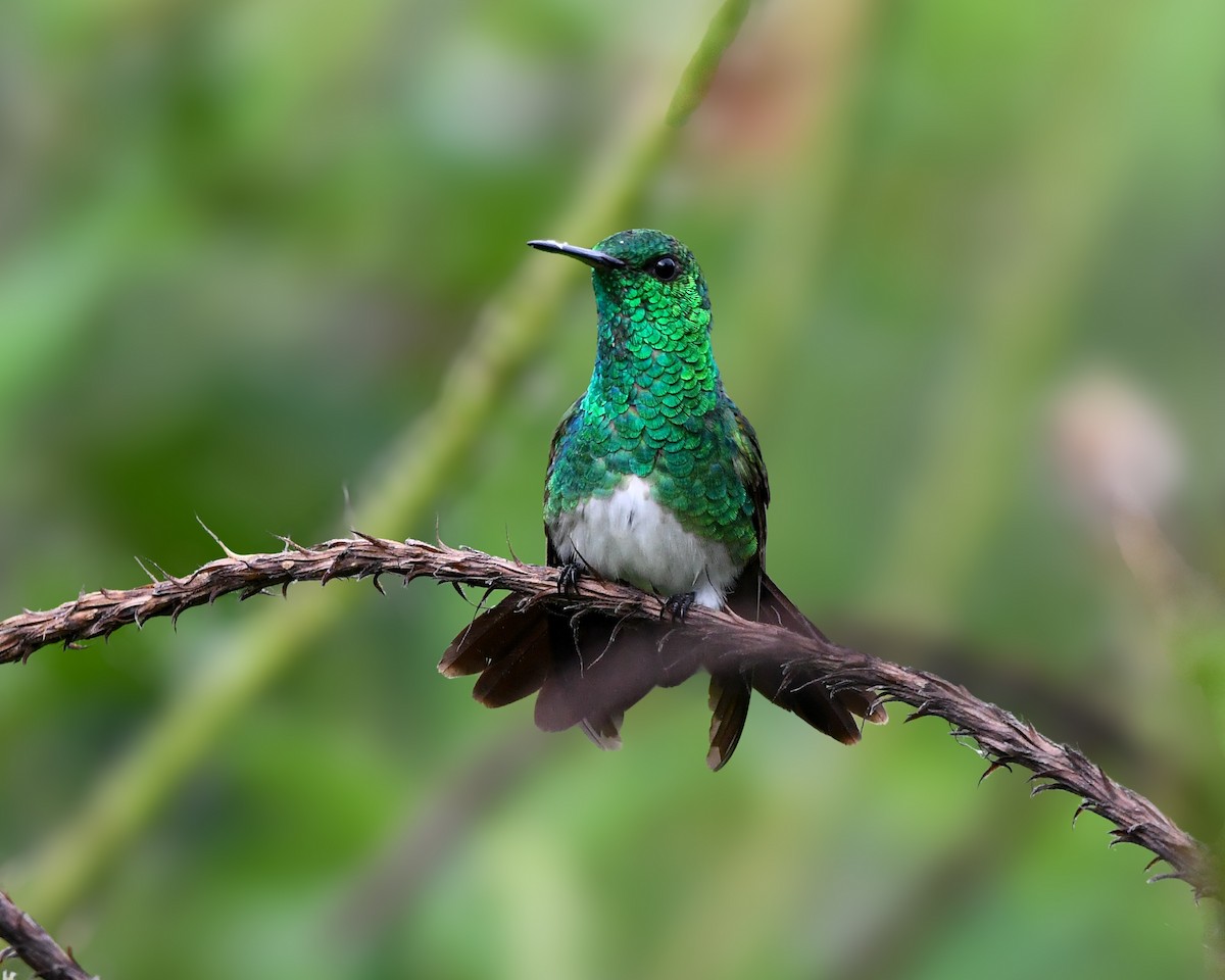Snowy-bellied Hummingbird - ML637814430