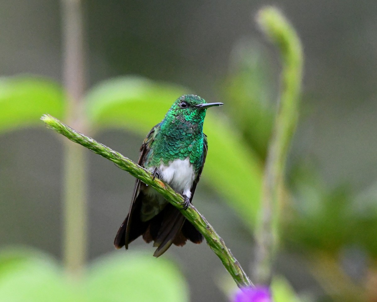 Snowy-bellied Hummingbird - ML637814431