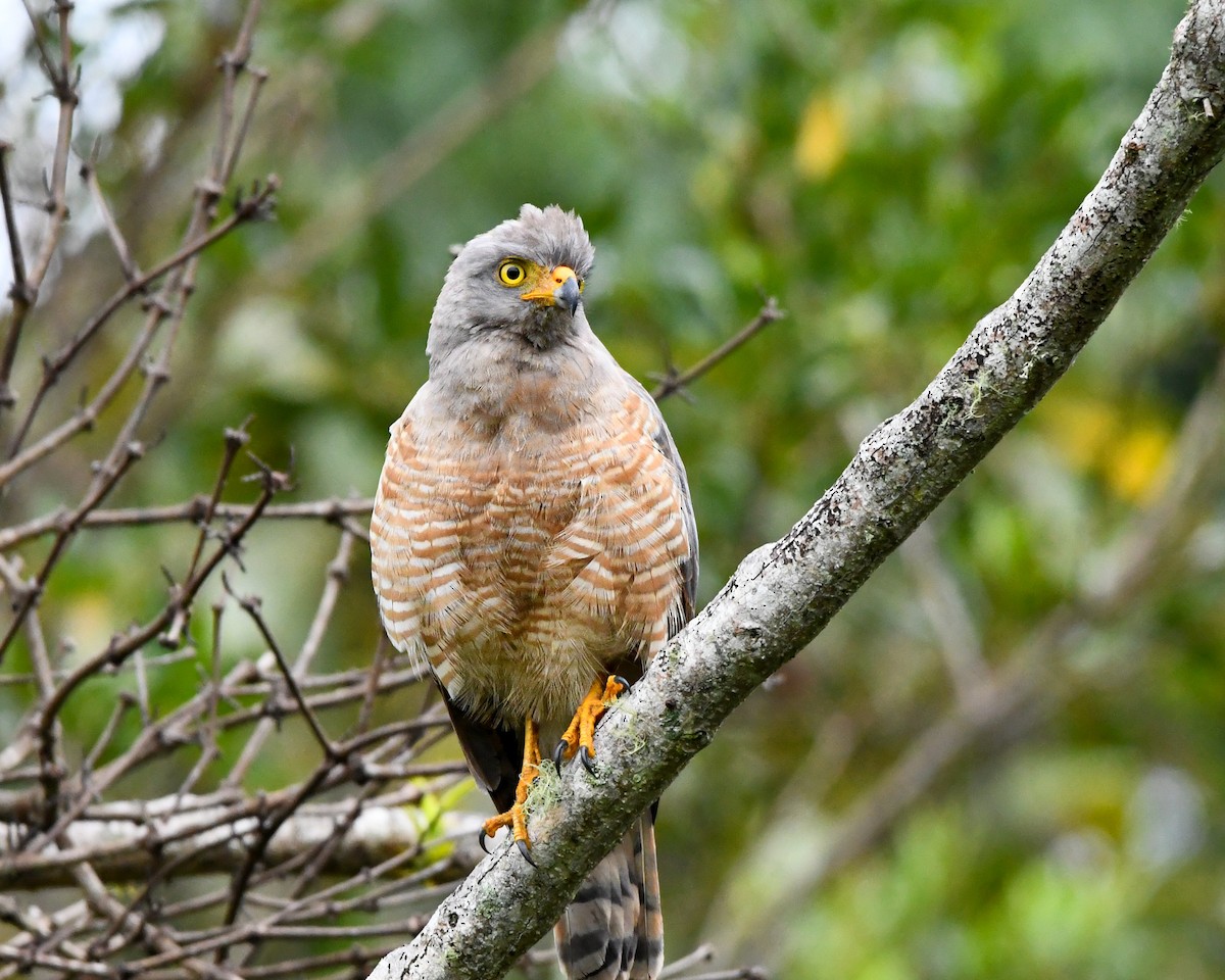 Roadside Hawk - ML637814437