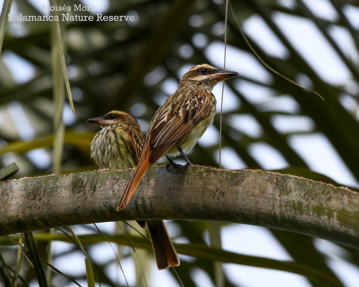Streaked Flycatcher - ML637814448
