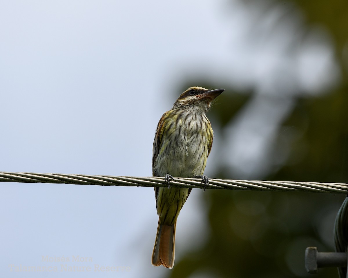 Streaked Flycatcher - ML637814449