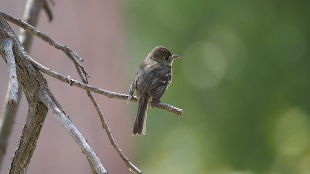 Western Flycatcher - ML637814451