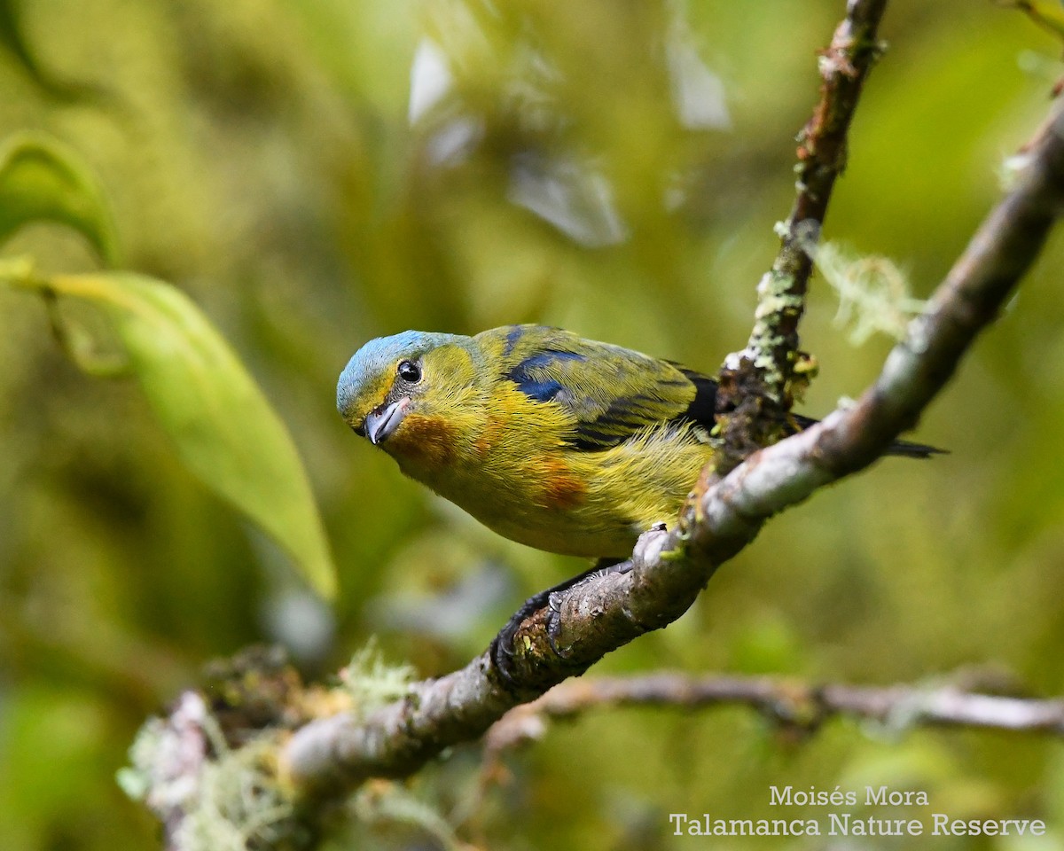 Elegant Euphonia - ML637814455