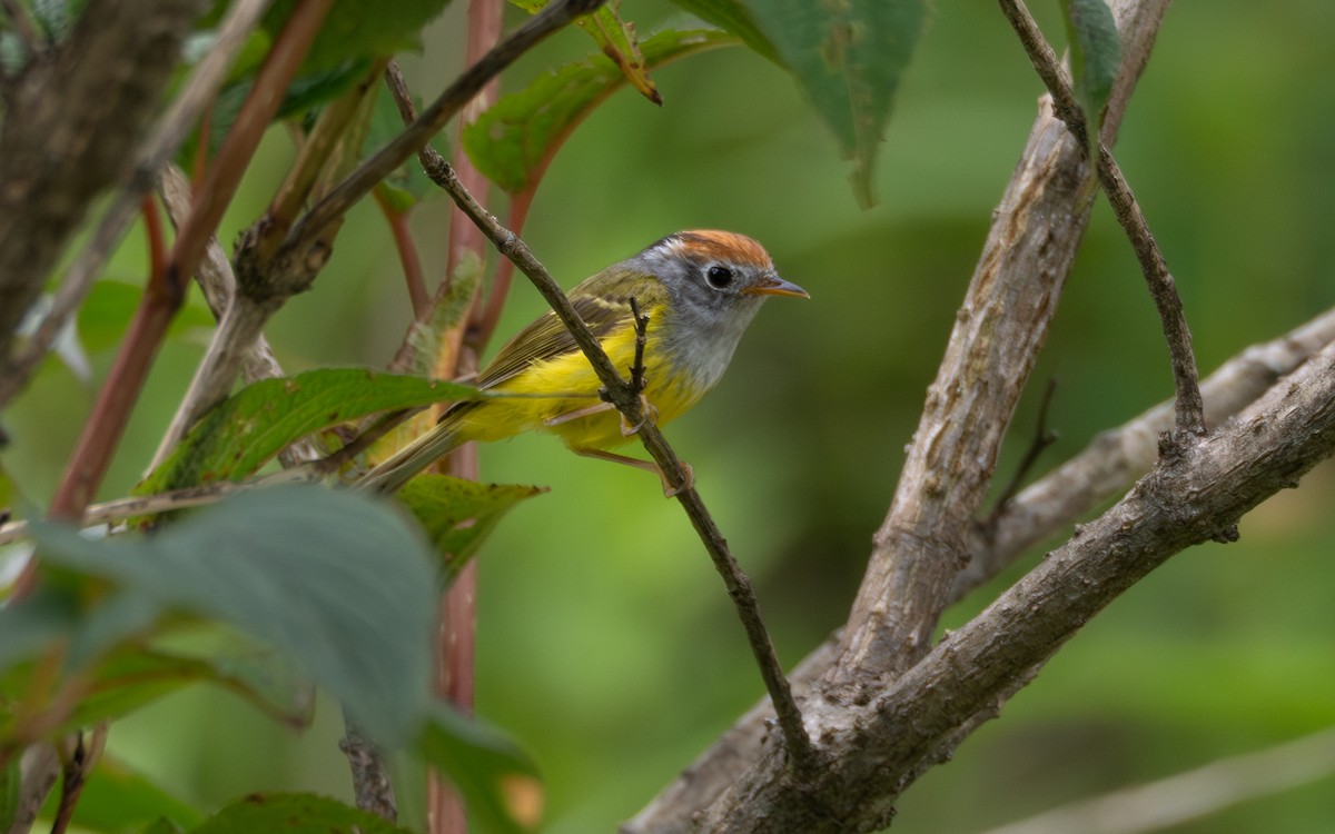 Chestnut-crowned Warbler - ML637814483