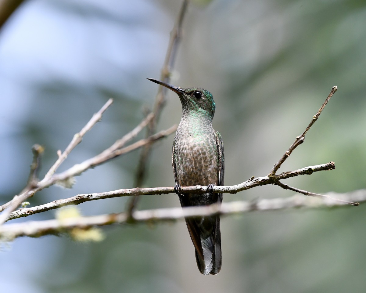 Scaly-breasted Hummingbird - ML637814490