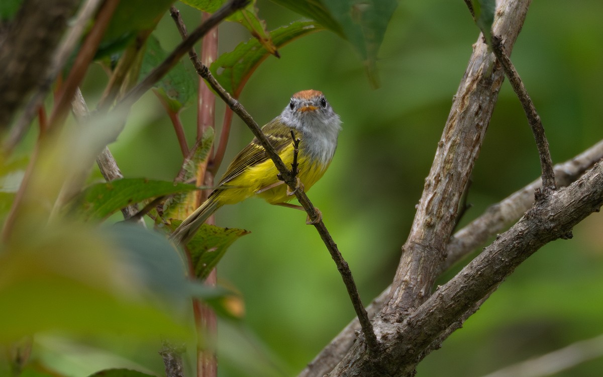 Chestnut-crowned Warbler - ML637814491