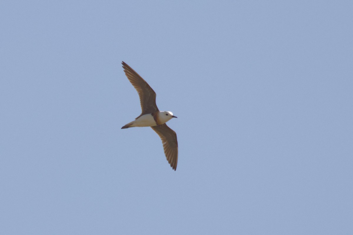 Oriental Plover - ML637814503