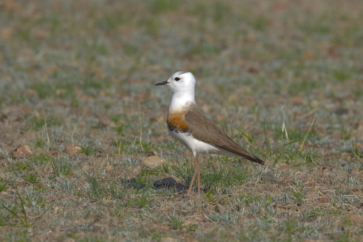 Oriental Plover - ML637814505
