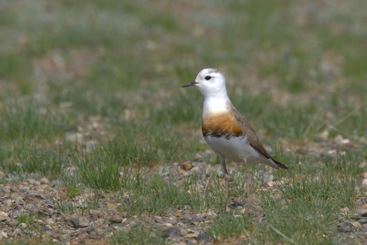 Oriental Plover - ML637814519