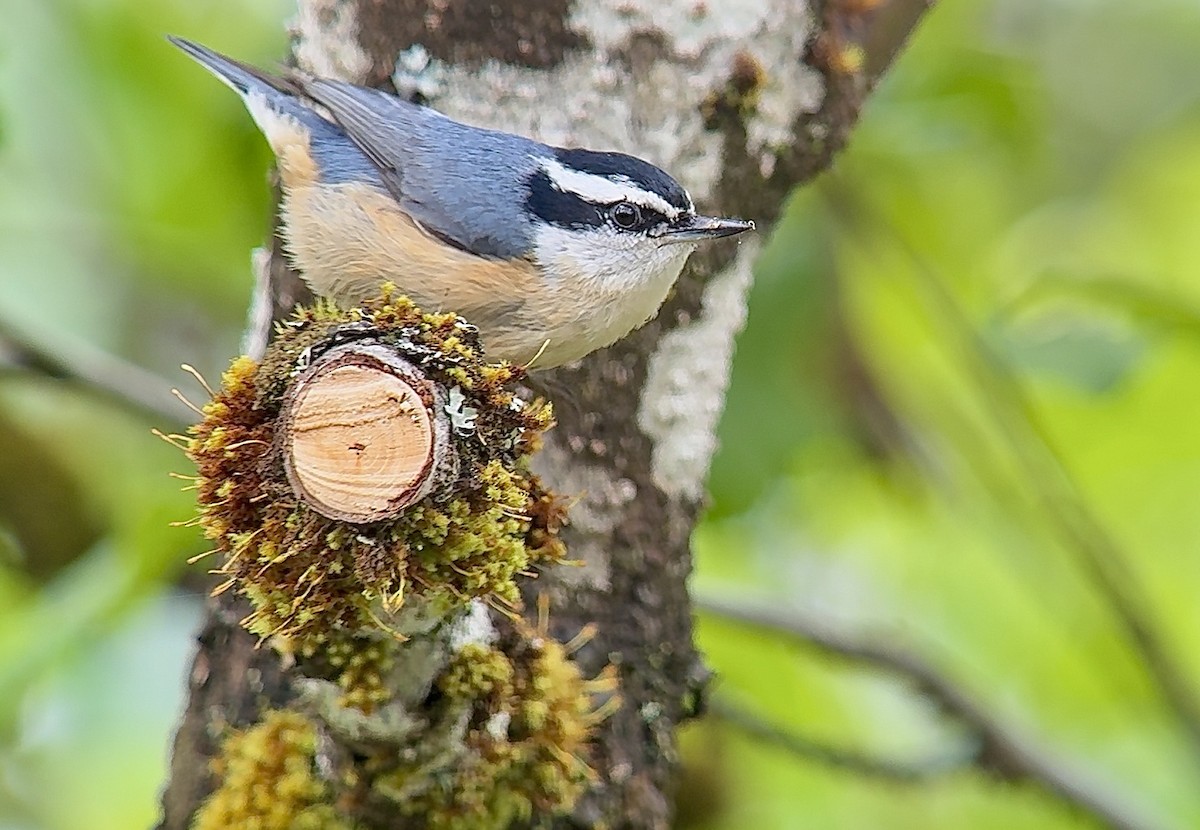 Red-breasted Nuthatch - ML637814562
