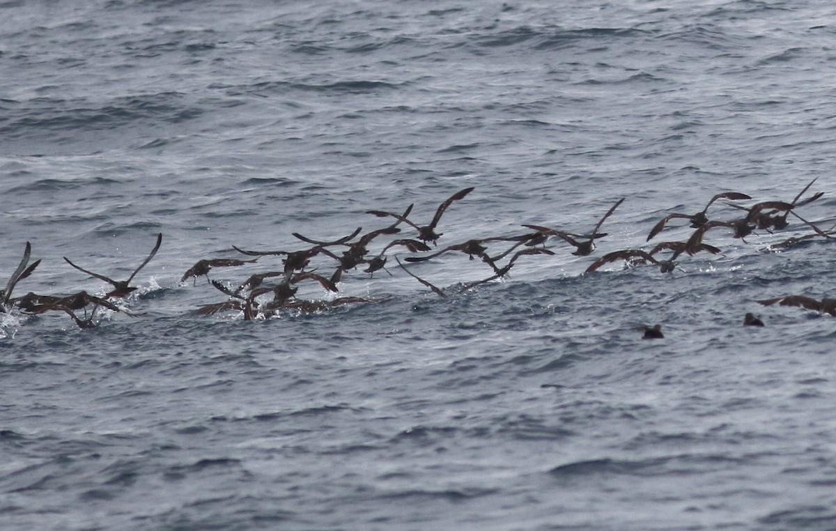 Black-vented Shearwater - ML637814655