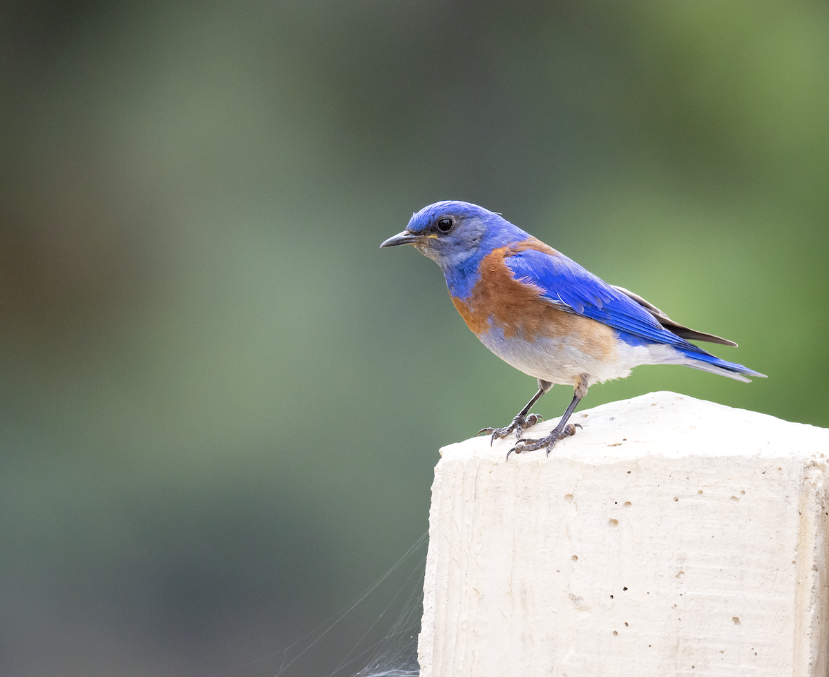 Western Bluebird - ML637814671