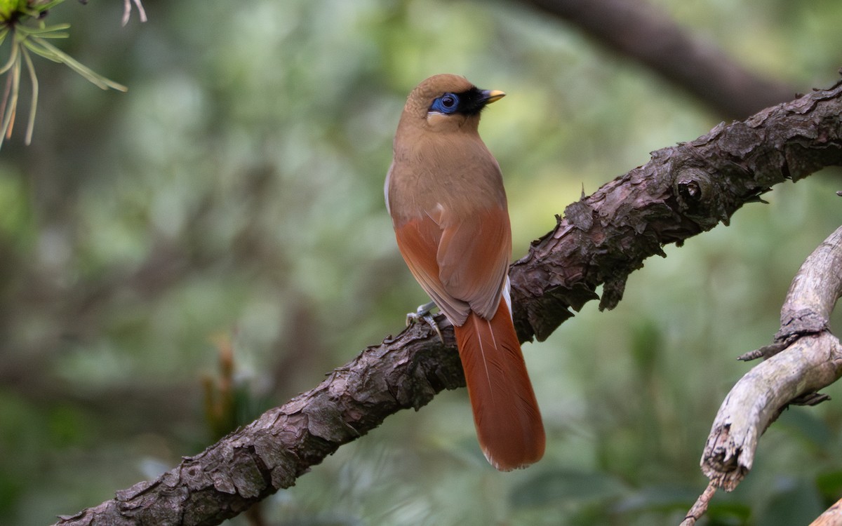 Buffy Laughingthrush - ML637814710