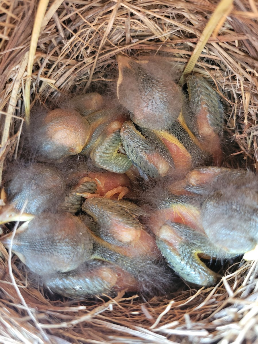 Pennsylvania Bird Atlas Checklist - 1 May 2025 - 361 Bristoria Road ...