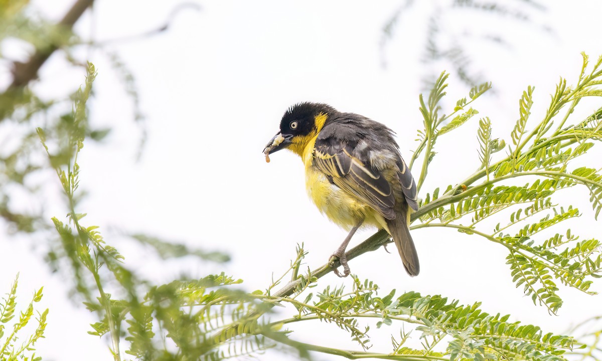Baglafecht Weaver - ML637814725