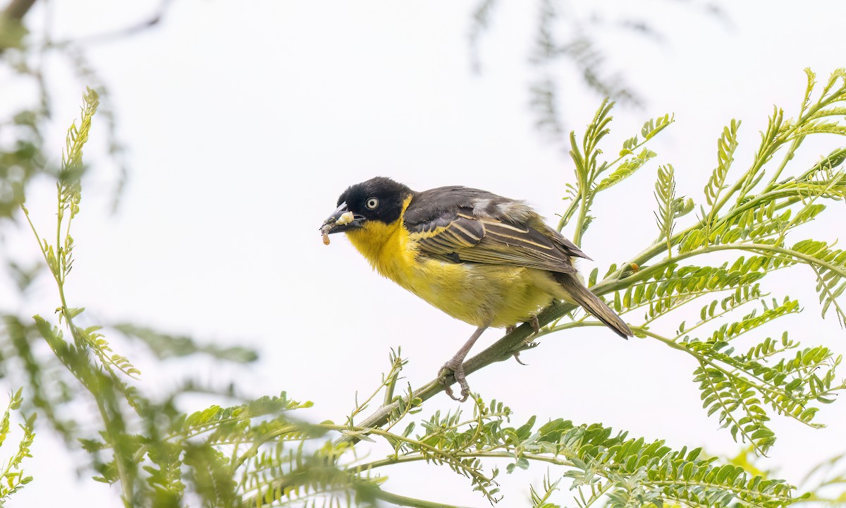 Baglafecht Weaver - ML637814726