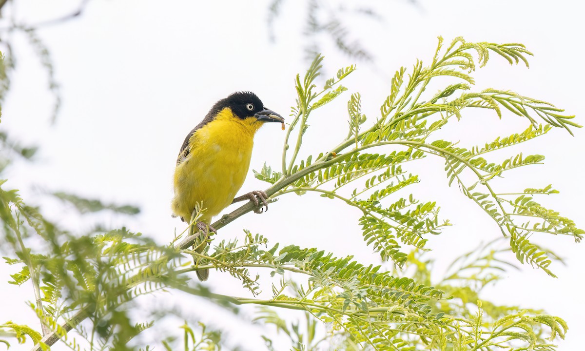 Baglafecht Weaver - ML637814727