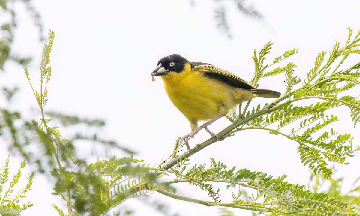 Baglafecht Weaver - ML637814728