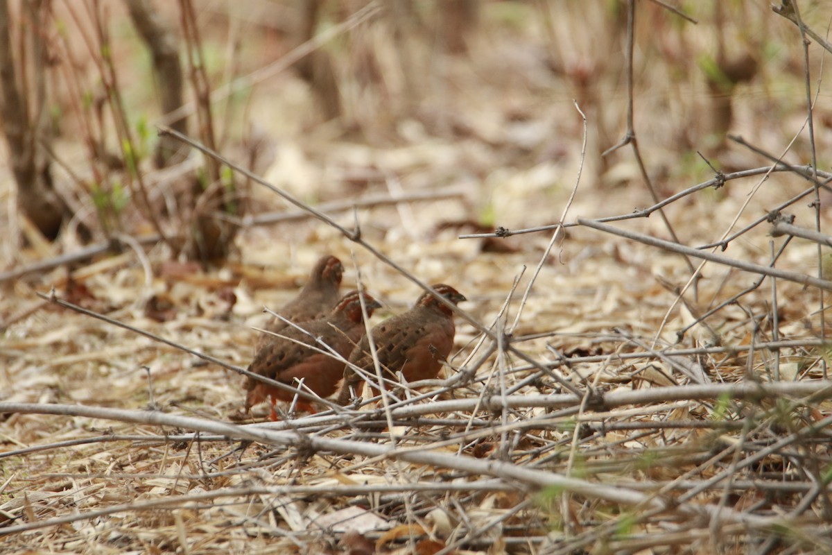 Jungle Bush-Quail - ML637814759
