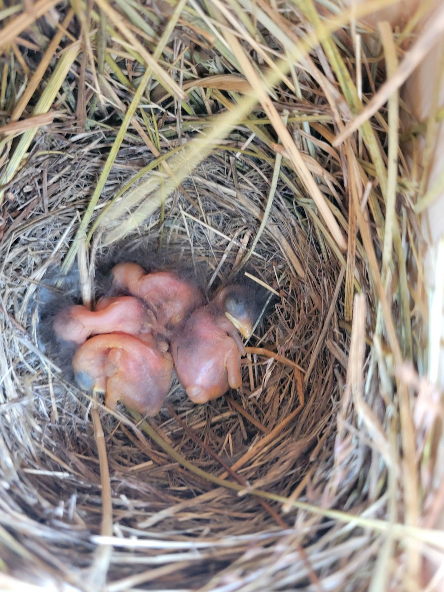 Eastern Bluebird - ML637814783