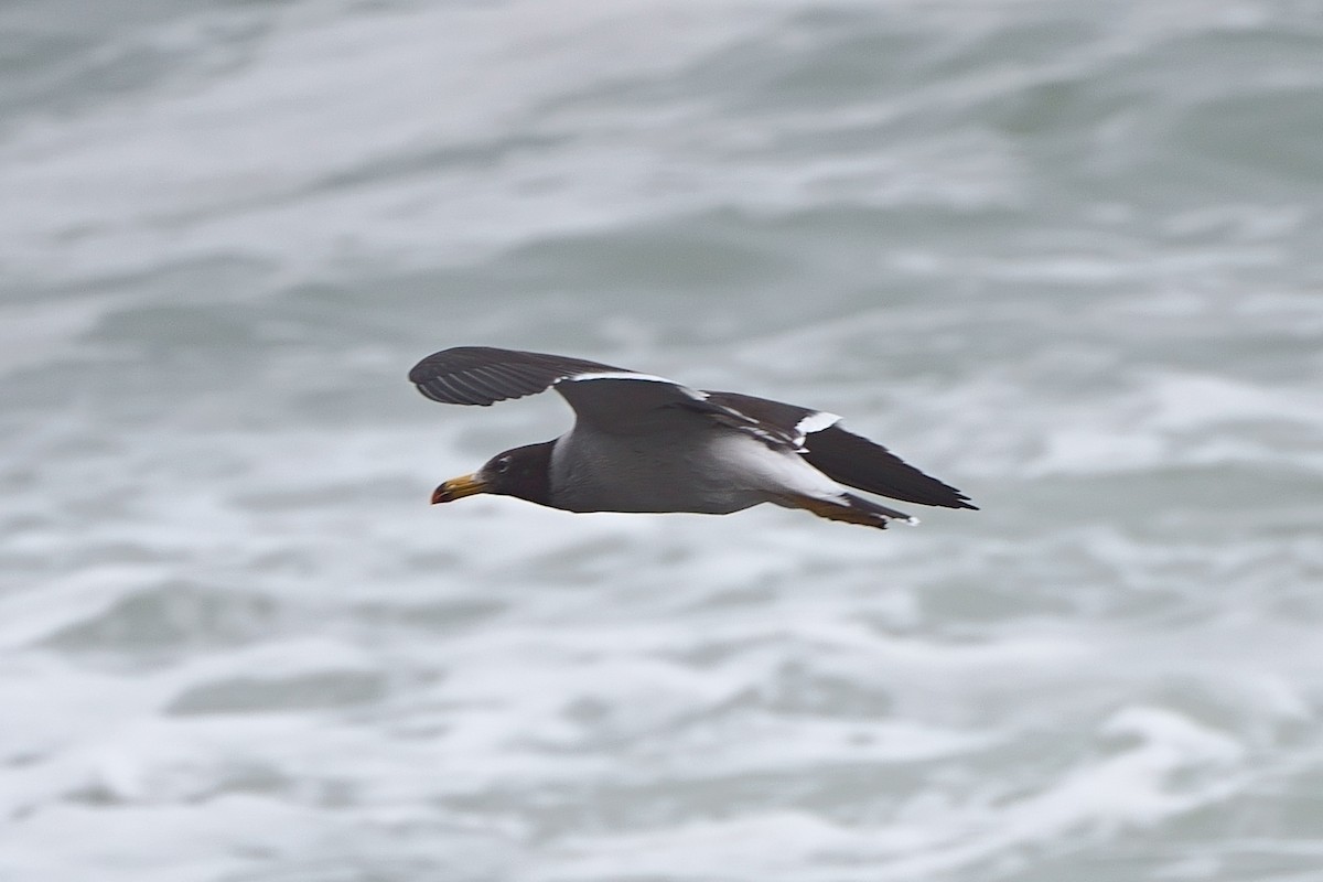 Belcher's Gull - ML637814787