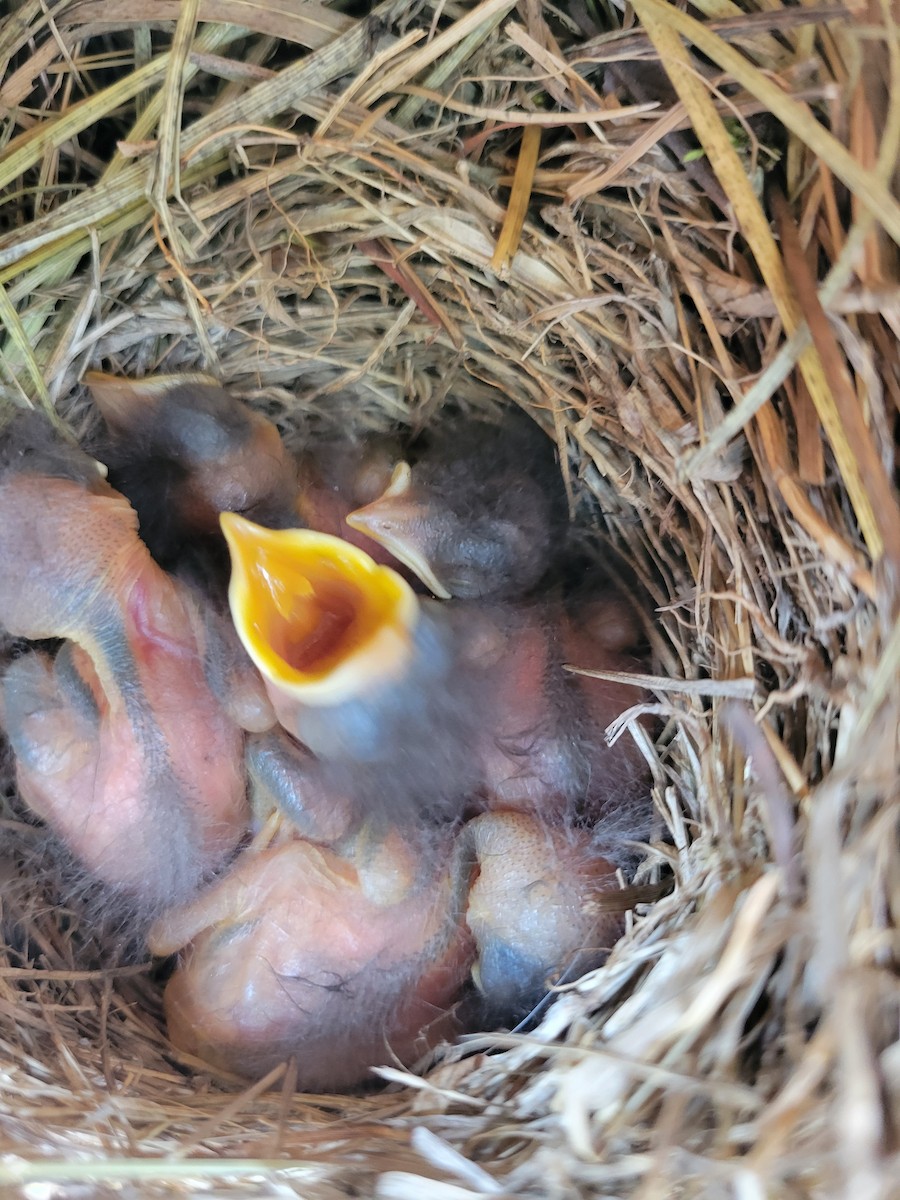 Eastern Bluebird - ML637814804