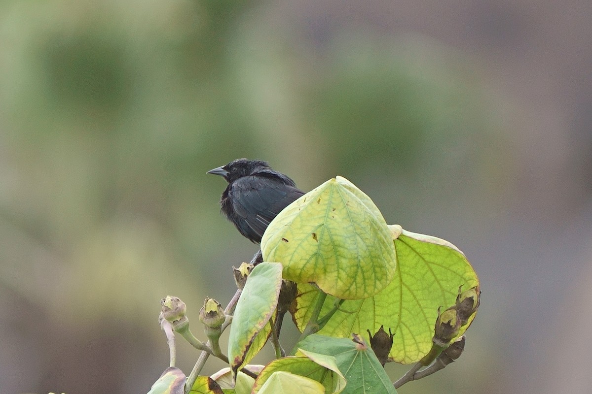 Scrub Blackbird - ML637814806