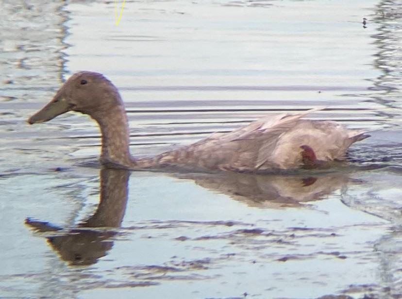 duck sp. - ML637814821