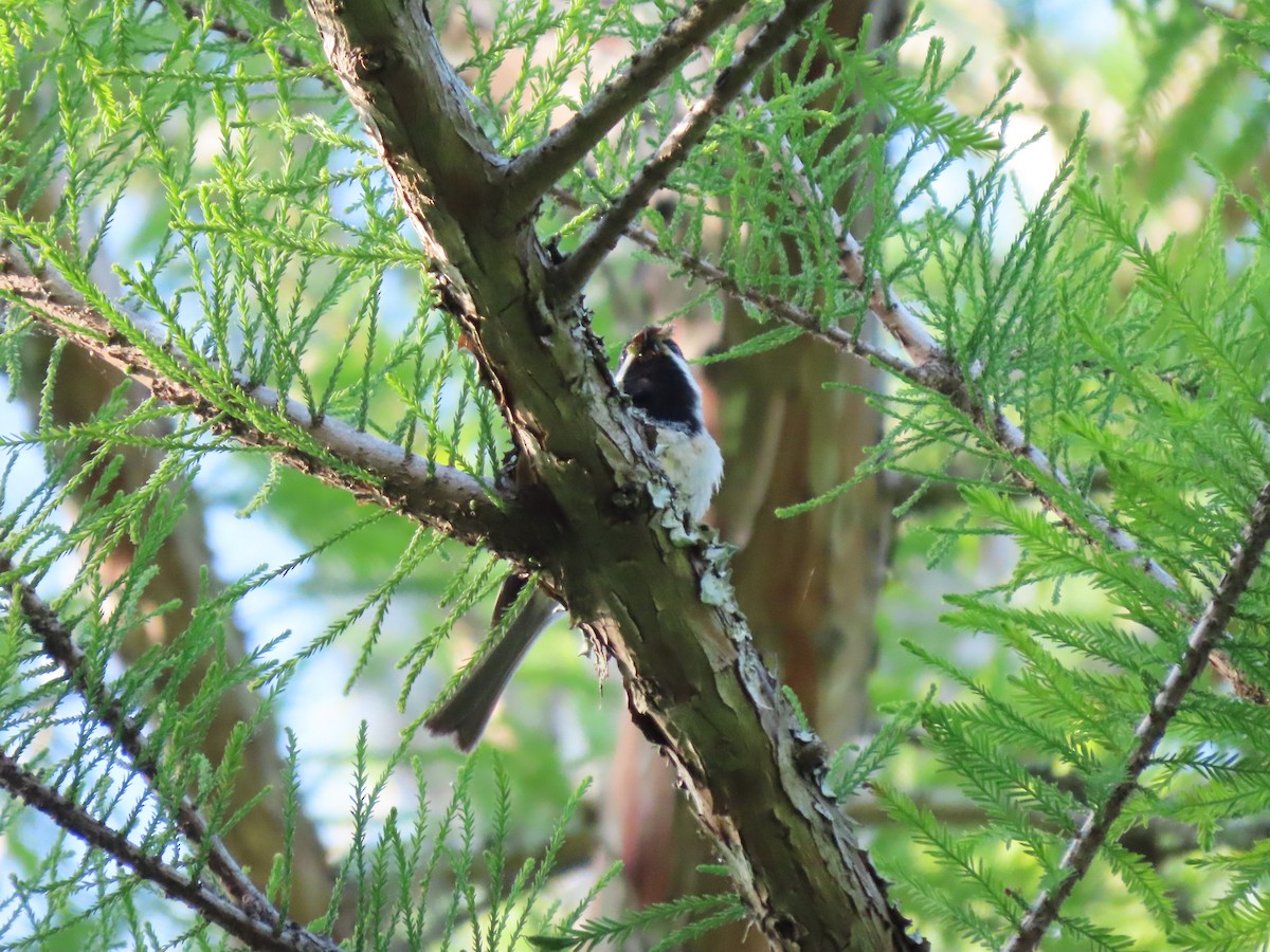 Carolina Chickadee - ML637814877