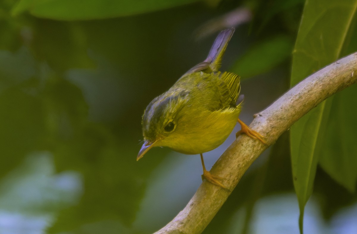 Green-crowned Warbler - ML637814936