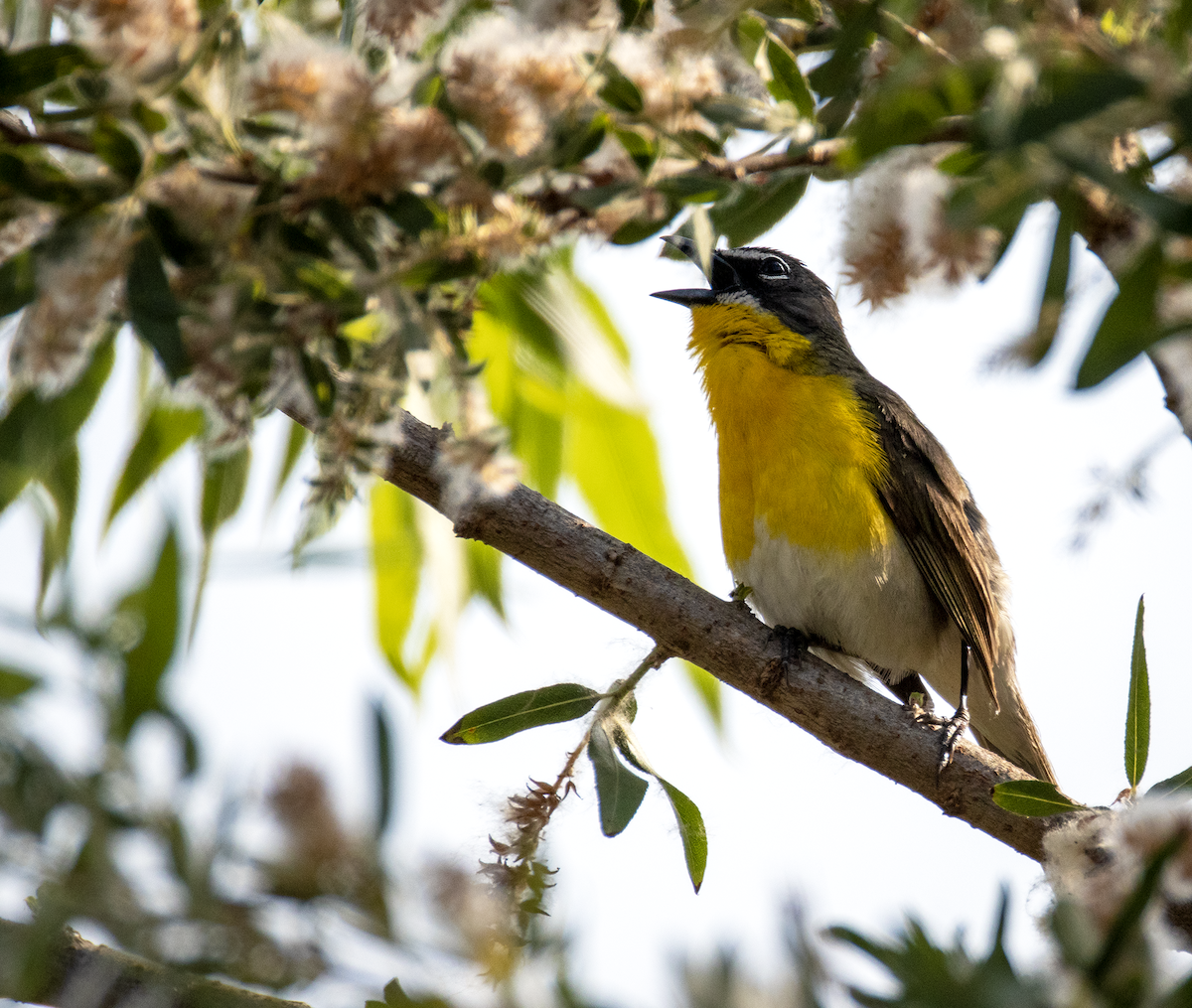 Yellow-breasted Chat - ML637814978