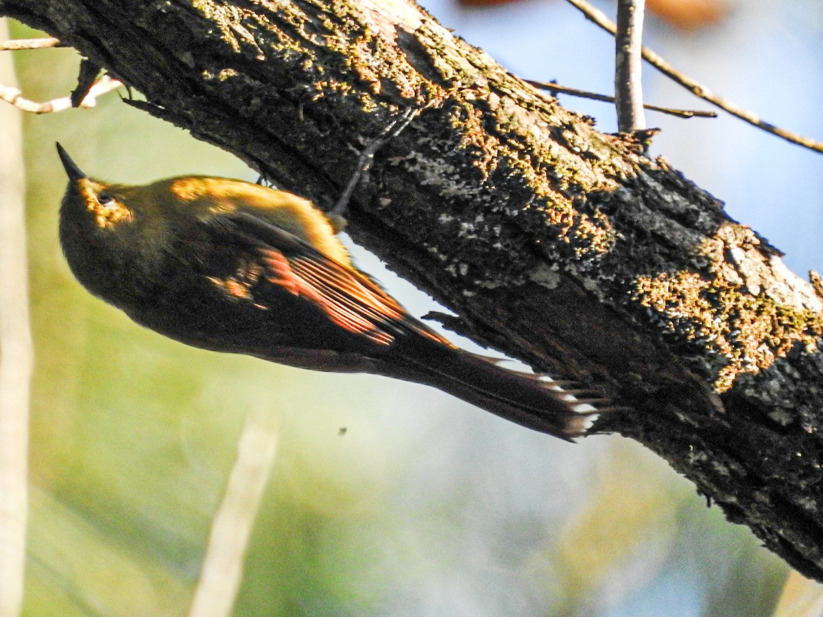 Olivaceous Woodcreeper - ML637814998