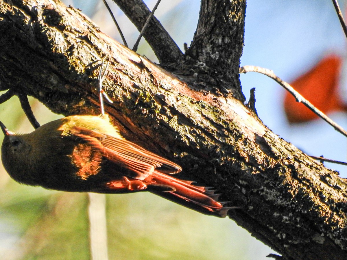 Olivaceous Woodcreeper - ML637814999