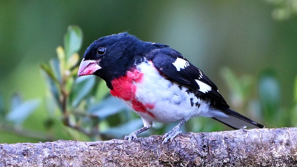 Rose-breasted Grosbeak - ML637815004