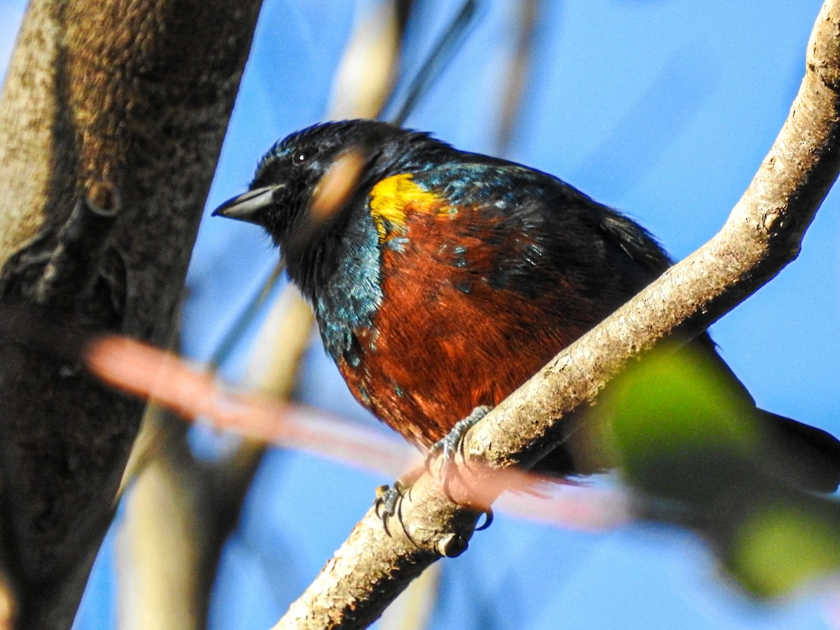 Chestnut-bellied Euphonia - ML637815022
