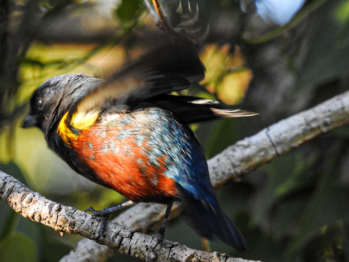 Chestnut-bellied Euphonia - ML637815023