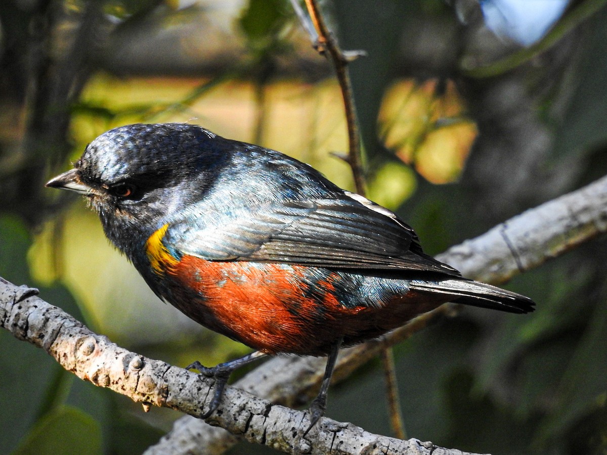 Chestnut-bellied Euphonia - ML637815024