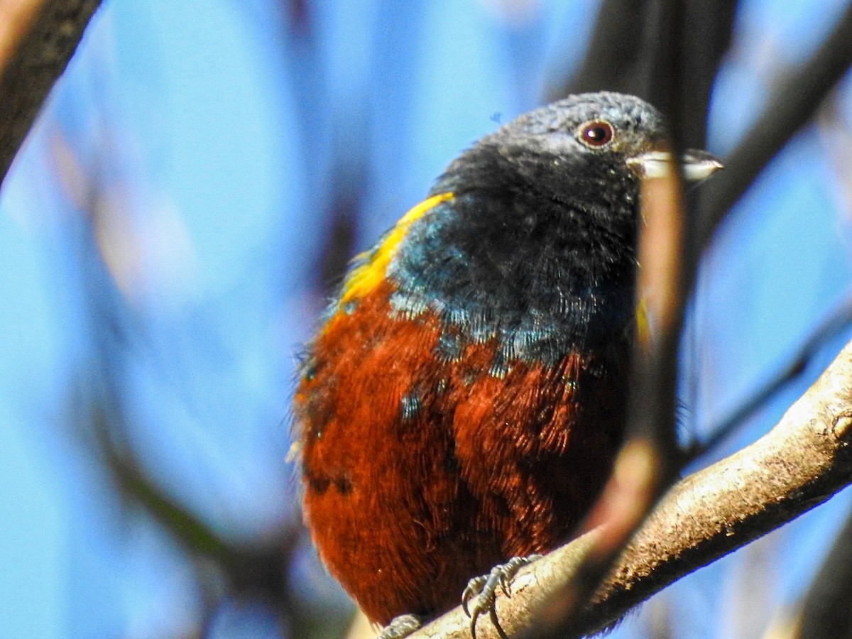 Chestnut-bellied Euphonia - ML637815025