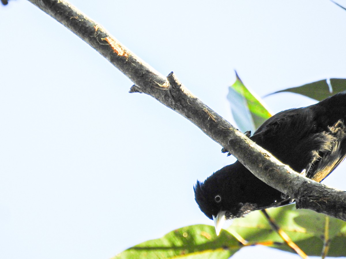 Golden-winged Cacique - ML637815031