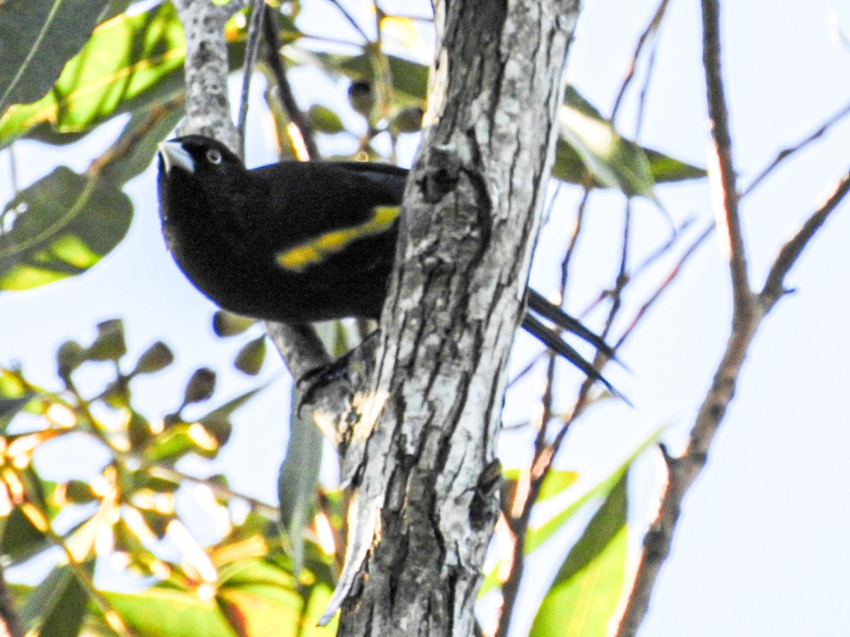 Golden-winged Cacique - ML637815032