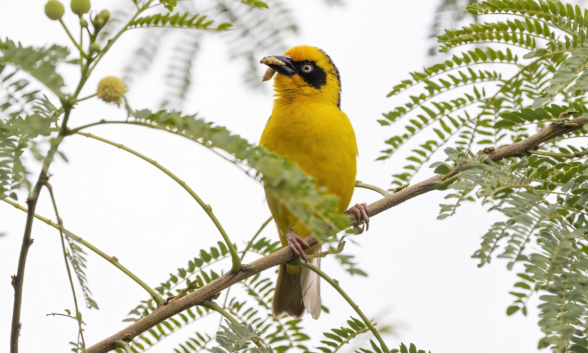 Baglafecht Weaver - ML637815035