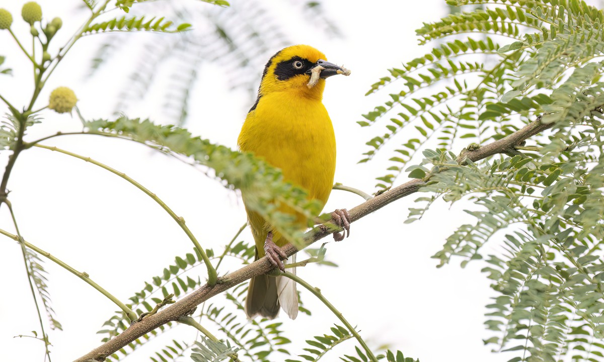 Baglafecht Weaver - ML637815036