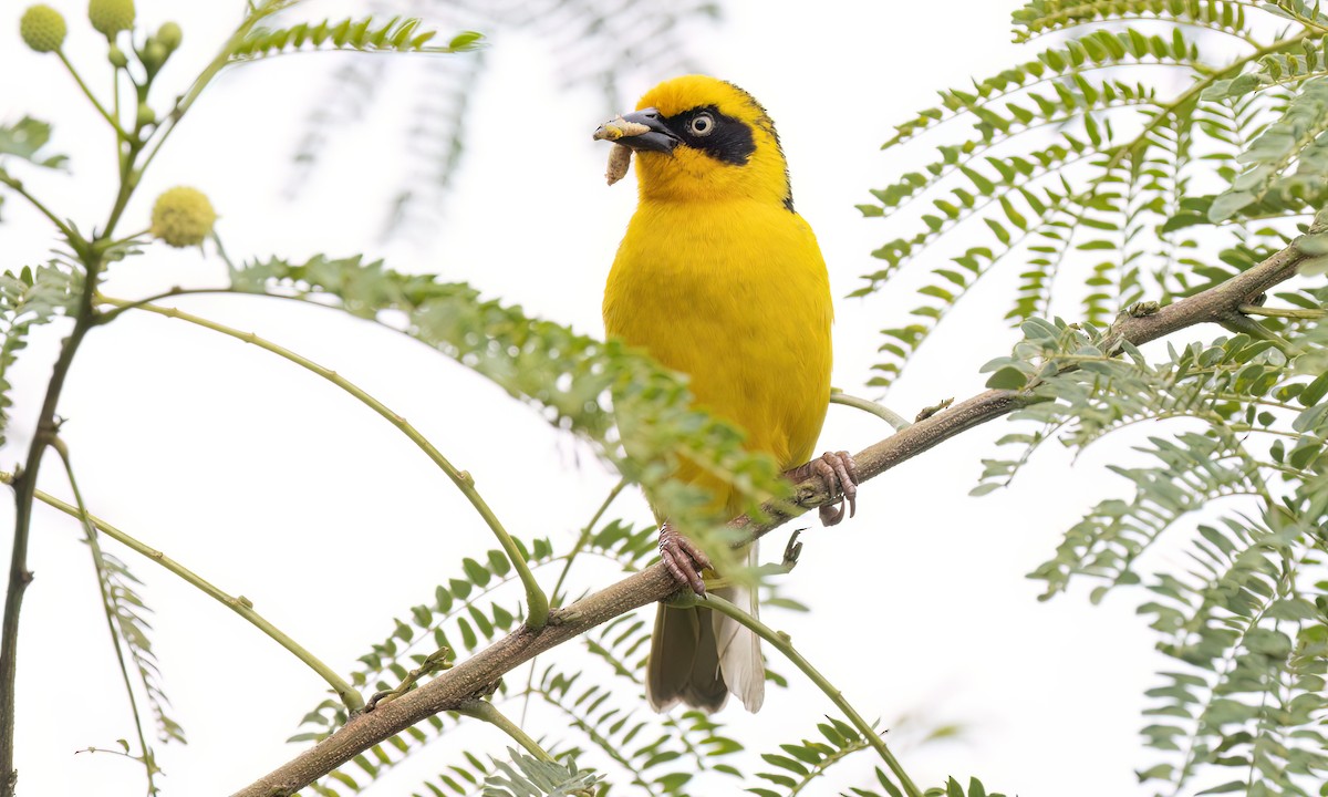 Baglafecht Weaver - ML637815037