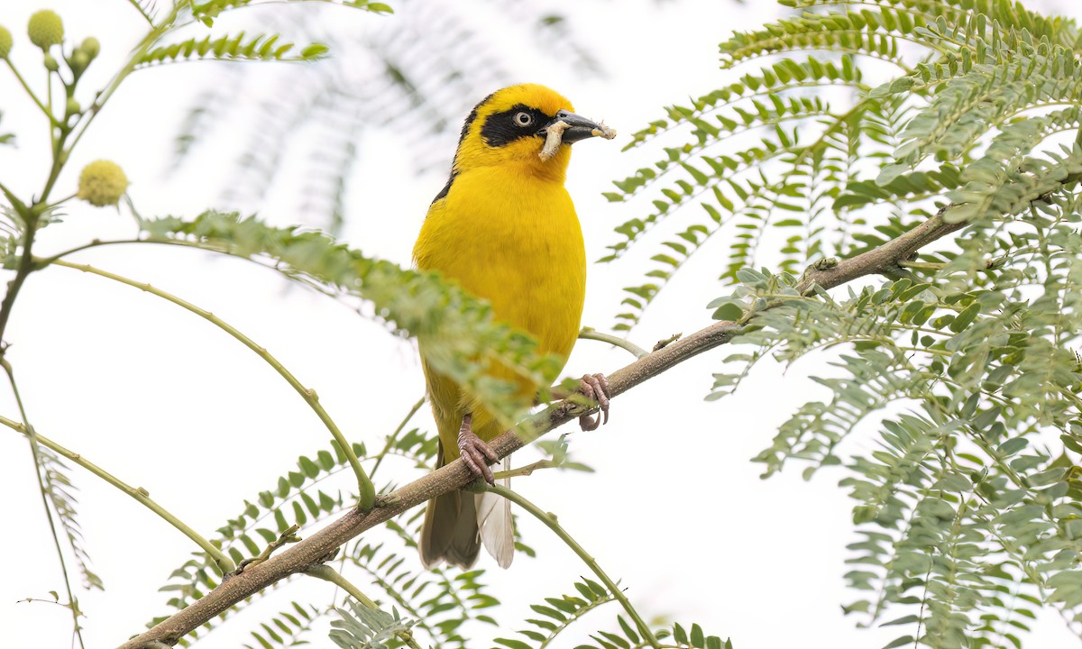 Baglafecht Weaver - ML637815038