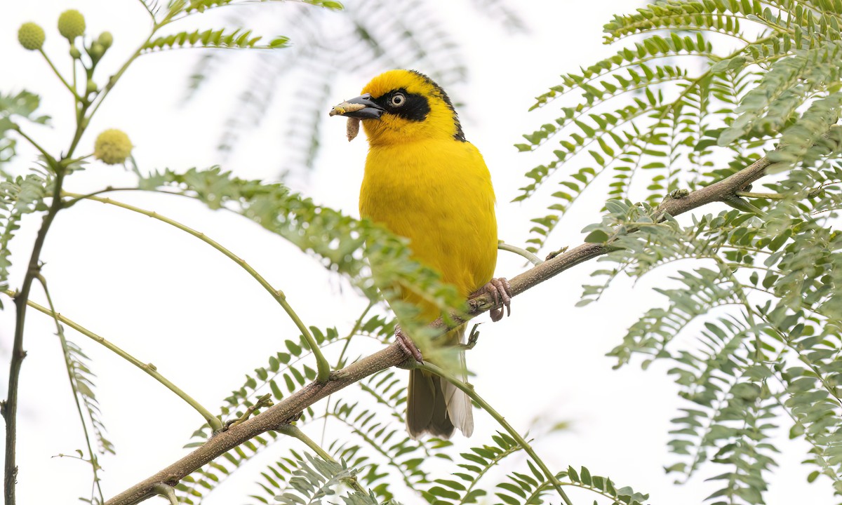 Baglafecht Weaver - ML637815040