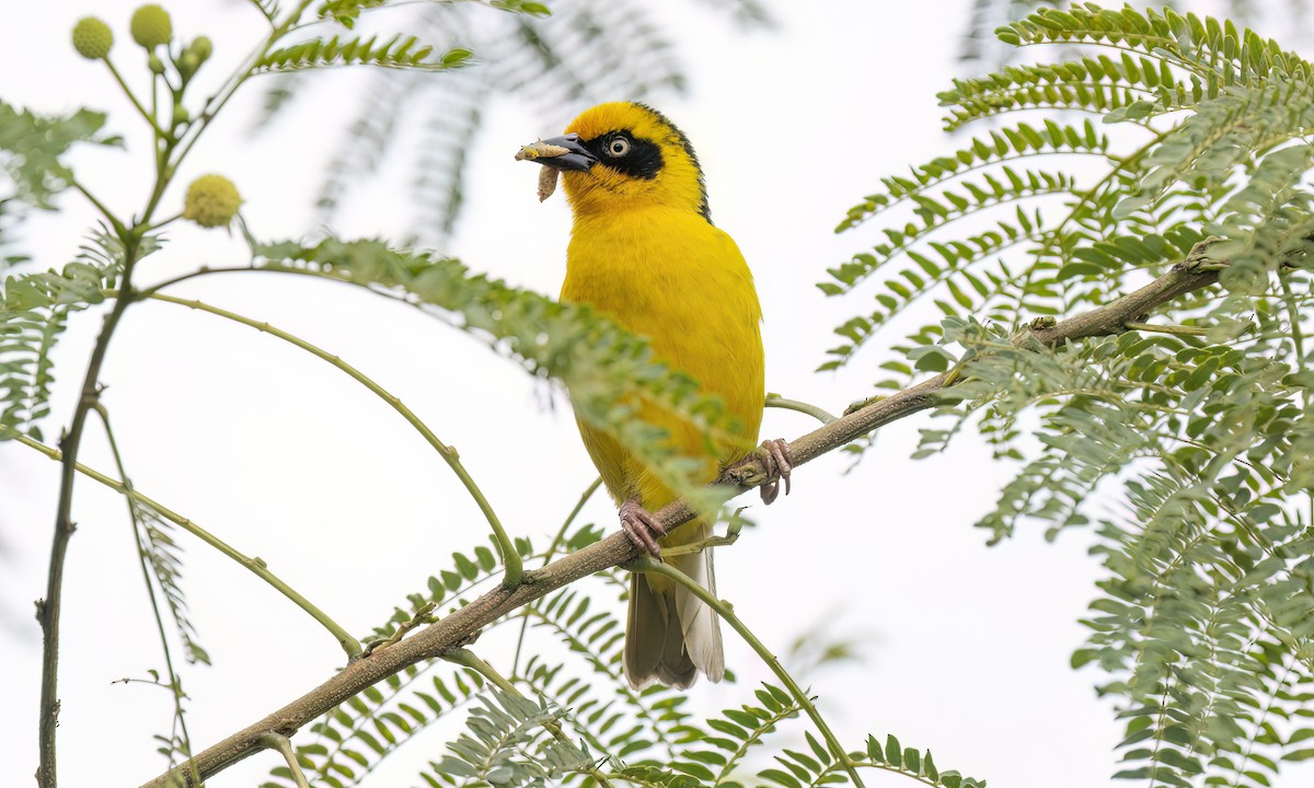 Baglafecht Weaver - ML637815041