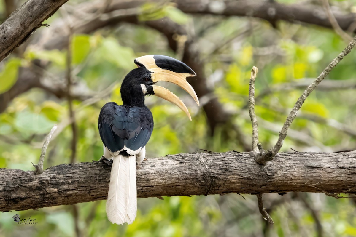 Malabar Pied-Hornbill - ML637815124