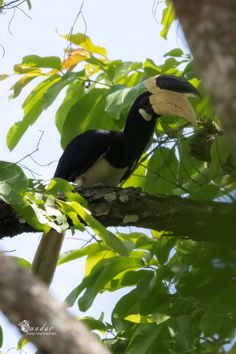 Malabar Pied-Hornbill - ML637815125