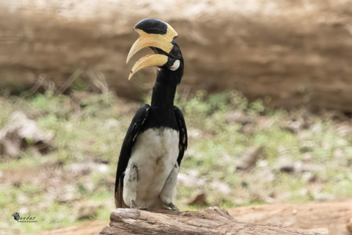 Malabar Pied-Hornbill - ML637815126